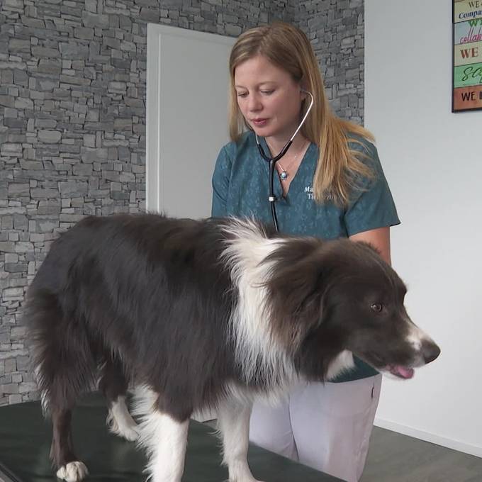 Antidepressiva für den Hund? Keine Seltenheit bei uns