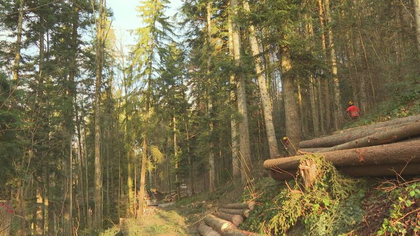 Schnee und nasser Boden gefährden Holzversorgung in der Ostschweiz