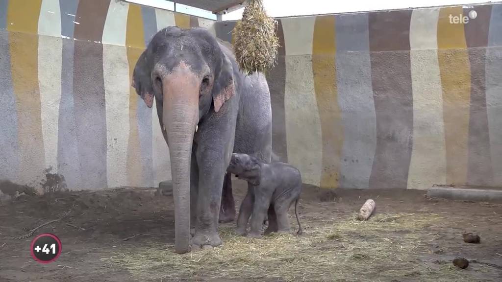 Zwei Bullen für ein Elefantenbaby