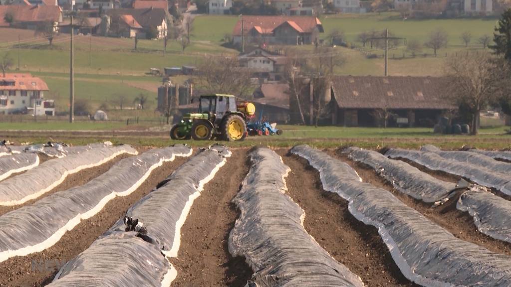 Bauern sollen trotz trockenem Wetter bessere Ernten haben als letztes Jahr