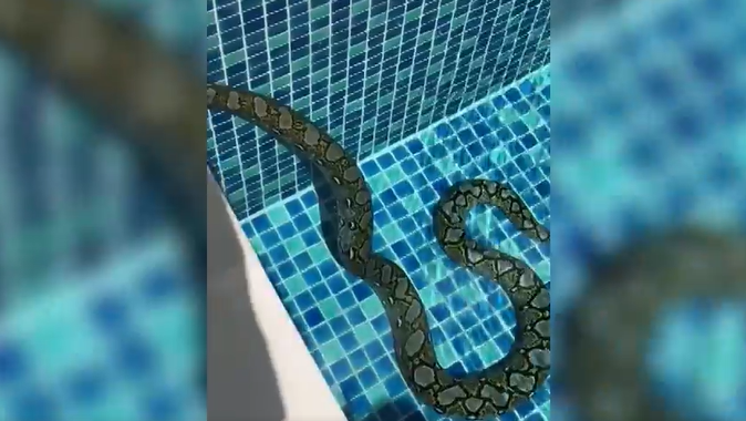 Python badet in Pool – zum Schrecken der Bewohner