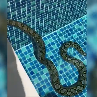 Python badet in Pool – zum Schrecken der Bewohner
