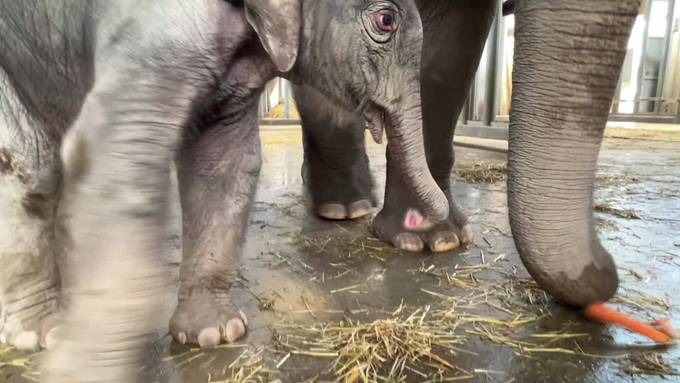 Nachwuchs: Elefanten-Baby im Kinderzoo