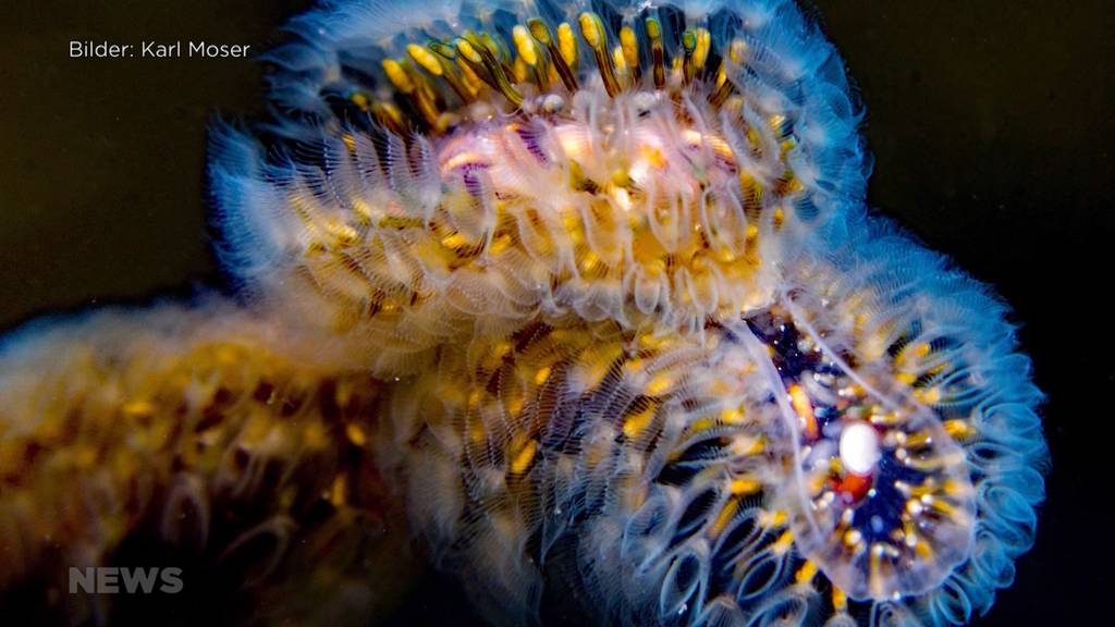 Faszinierende Unterwasserwelt im Thunersee