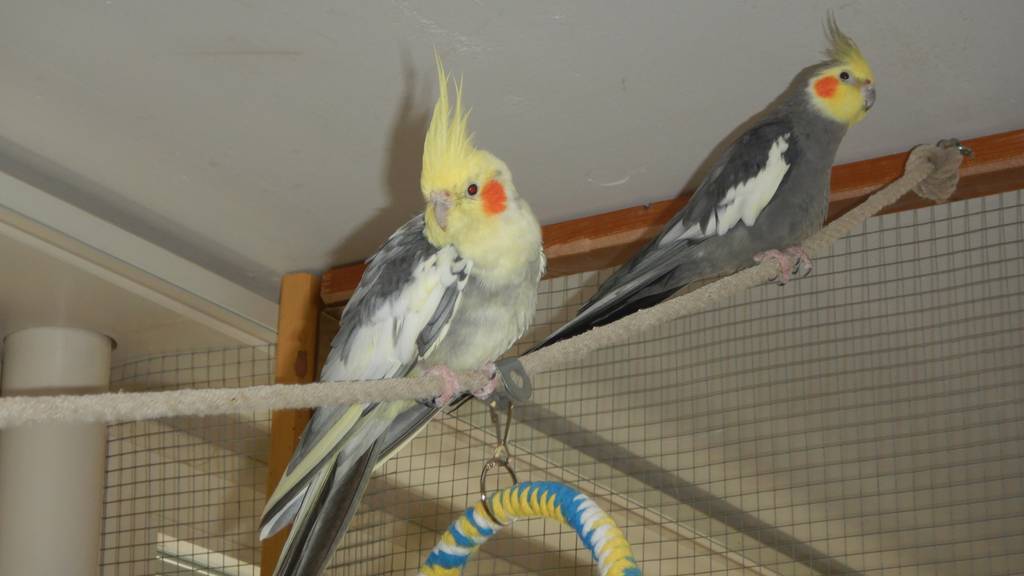 Zilli & Zayne