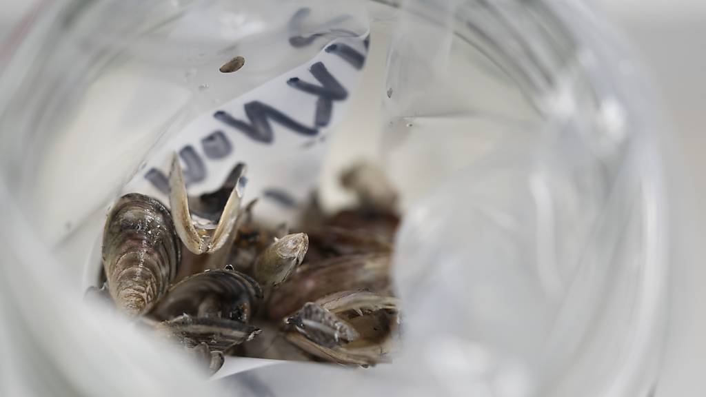 Das Besiedlungsverhalten der Quagga-Muschel wird genauer untersucht, um Abwehrmassnahmen zu entwickeln. (Archivbild)