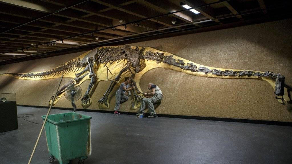 Mit einer Länge von 27,15 Metern und über 200 Knochen ist ‹‹Arapahoe›› einer der grössten bekannten Langhalssaurier.