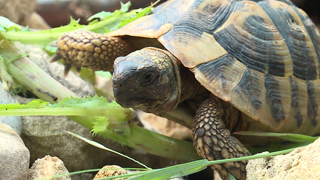 Schildkroeten Kastration 