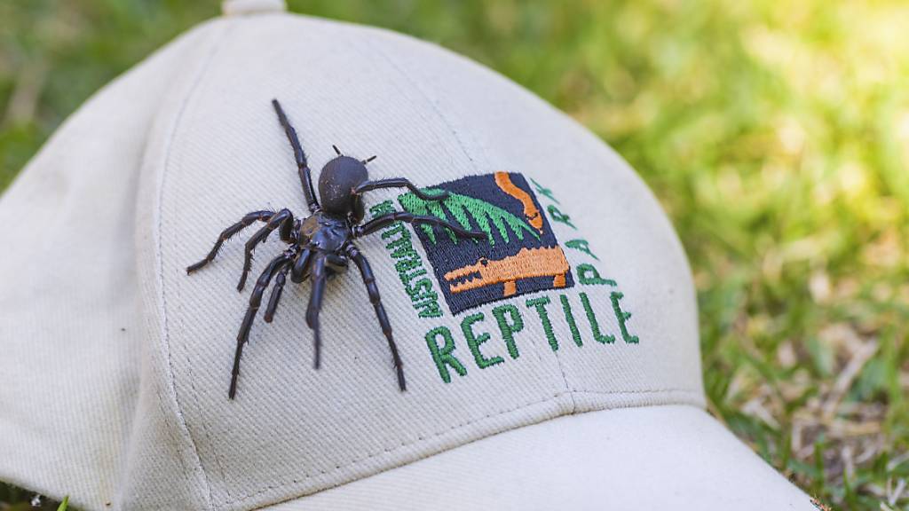 Die australischen Sydney Funnel-webs sind die giftigsten Spinnen der Welt. «Herkules» ist fast acht Zentimeter lang.