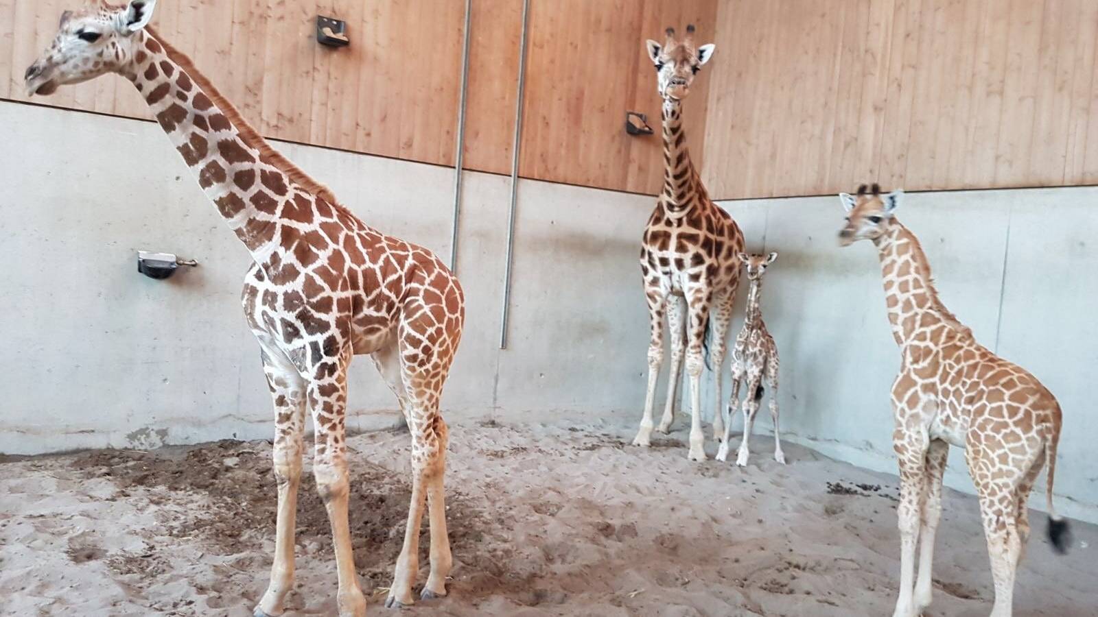 Das kleine Giraffenbaby ist kurz nach der Geburt schon putzmunter.