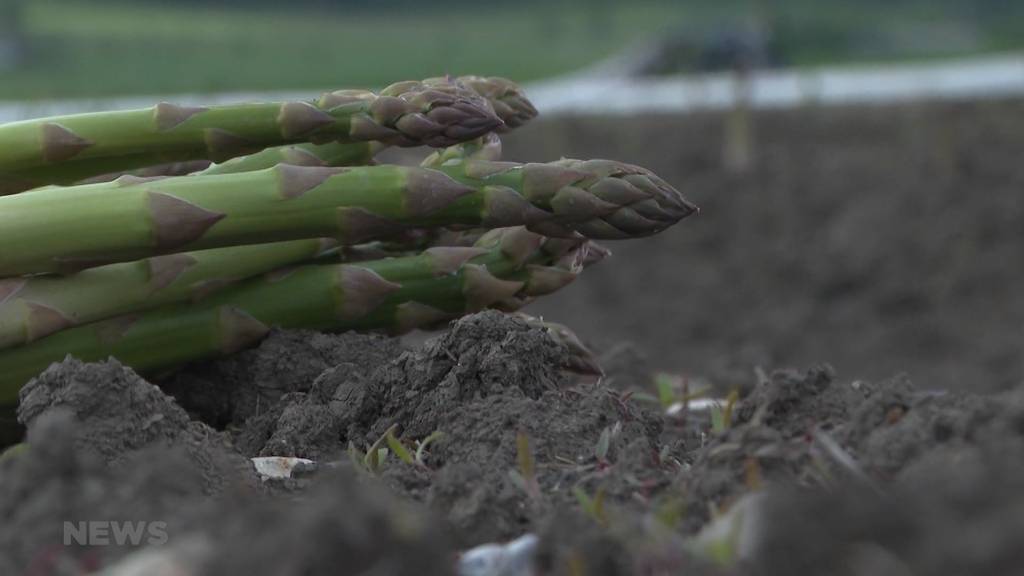 Spargelsaison 2021 fällt mager aus: Nasses und kaltes Mai-Wetter halbiert die Ernte