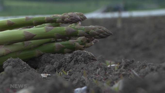 Spargelsaison 2021 fällt mager aus: Nasses und kaltes Mai-Wetter halbiert die Ernte