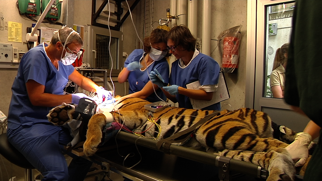 Tigerin Nickie während der Operation.