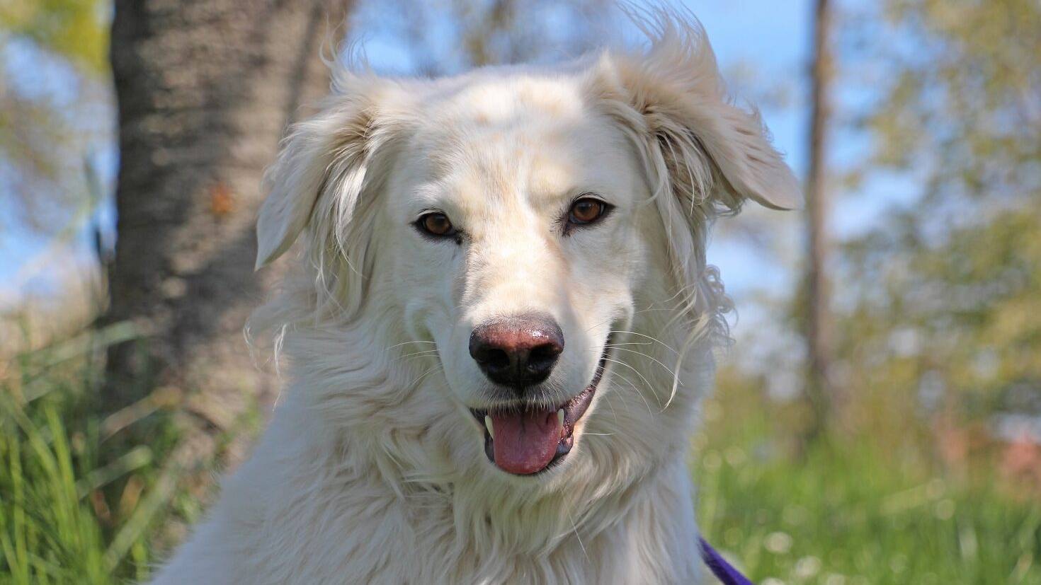 Tiervermittlung Hund Bianca