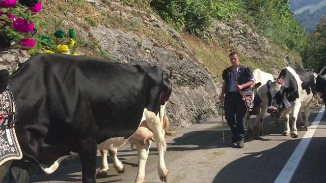 Pferd verletzt Zuschauer