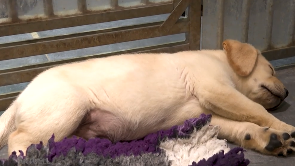 Ehepaar mit 15 Zuchthunden aus Möriken-Wildegg bangen um Zukunft