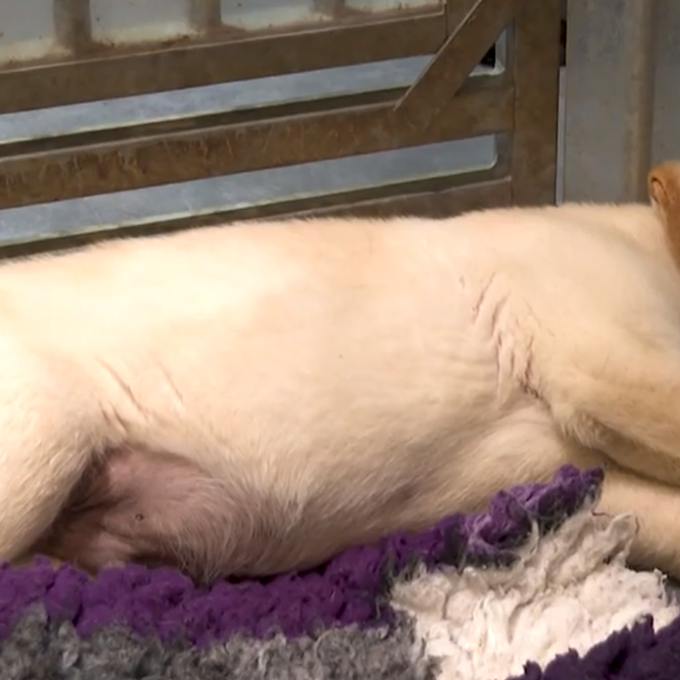 Ehepaar mit 15 Zuchthunden aus Möriken-Wildegg bangen um Zukunft