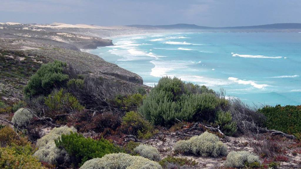 Surfer nach Haiangriff in Australien vermisst