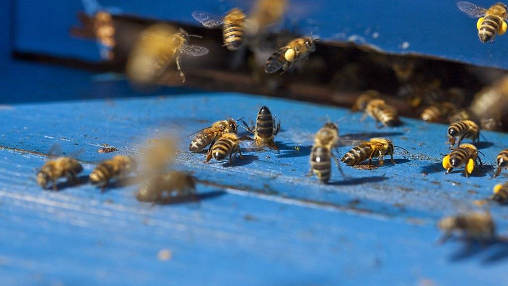 Wenn ältere Honigbienen-Arbeiterinnen das Sammeln von Nahrung ausserhalb des Nests übernehmen, leben sie nur noch rund zwei Wochen.