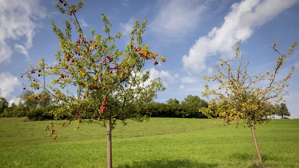 Positive Seite der Trockenheit und Hitze – die diesjährigen Luzerner Äpfel sind besonders süss