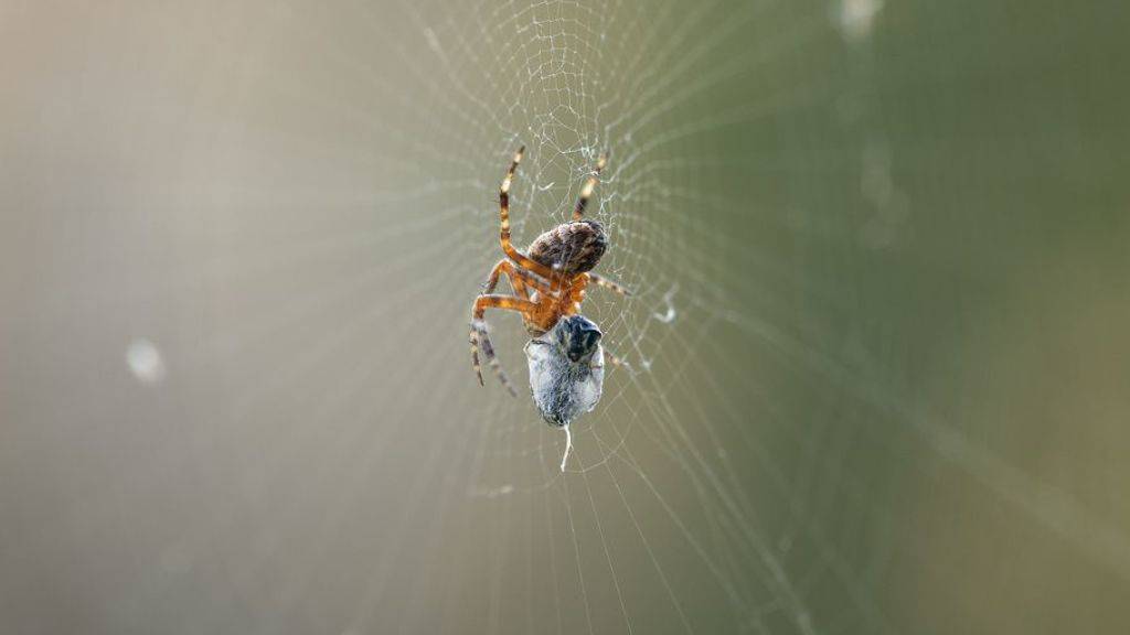 Obwohl die Wollfäden der Netze der cribellaten Spinnen durchgehend klebrig sind, bleiben die Spinnen nicht dran hängen. Forscher wollen wissen, wie man das macht, um selber beim Experimentieren nicht an klebrigen Nanofasern kleben zu bleiben. (Symbolbild)