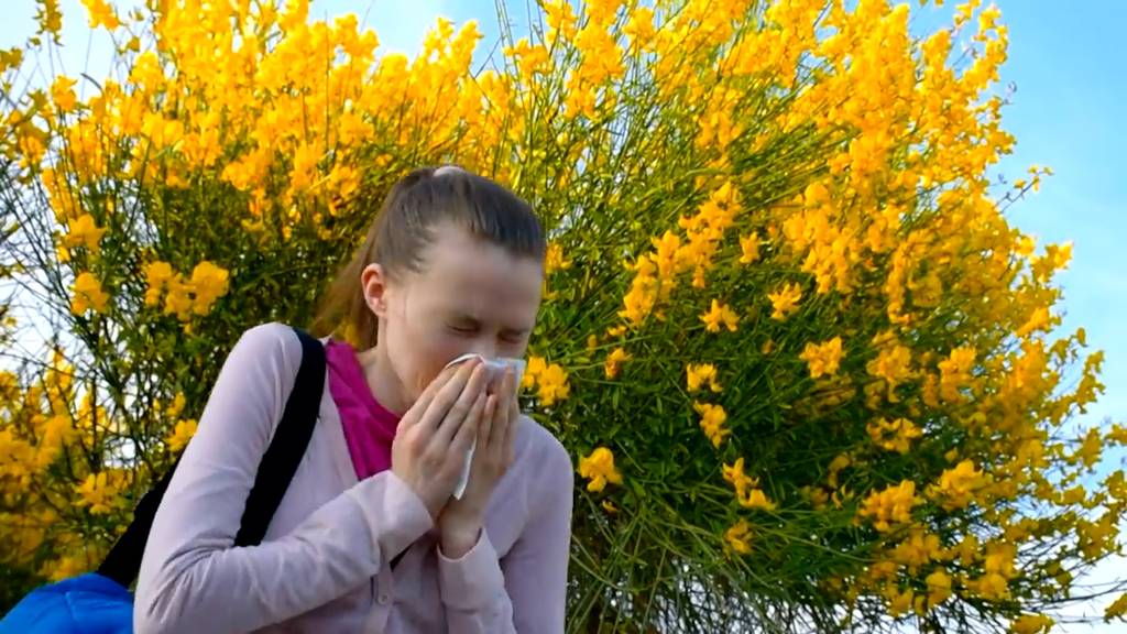 Achtung Heuschnupfengeplagte: Mehr Sonne heisst mehr Pollen