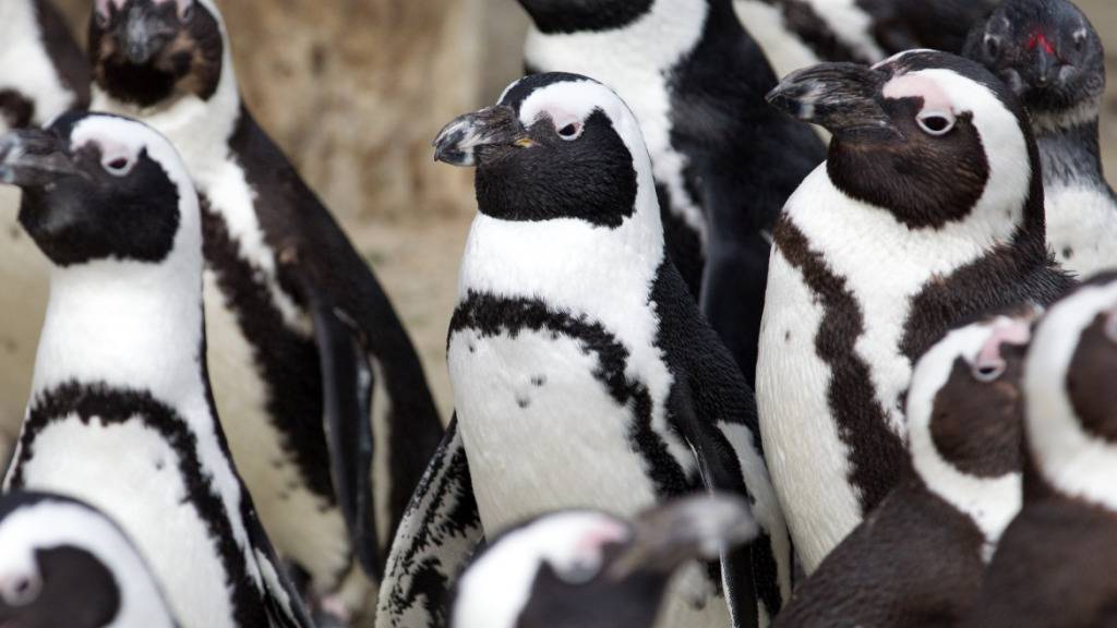 Das Sterben der Brillenpinguine - Ursache ermittelt