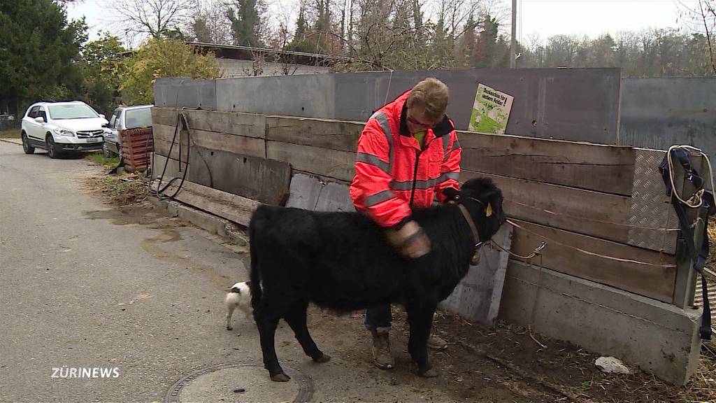 Spezielle Tierhalter: Ein Kalb als Haustier