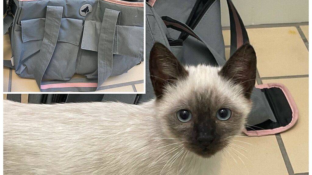 Eine unbekannte Person hat in Gockhausen vier junge Katzen ausgesetzt. Es handelt sich um Siamesen-Mischlinge.