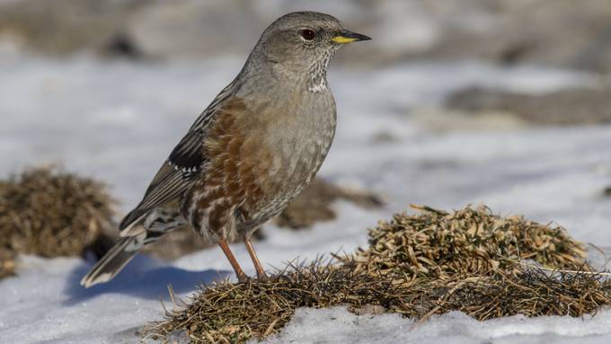 Klimawandel lässt Lebensraum vieler Vögel schrumpfen