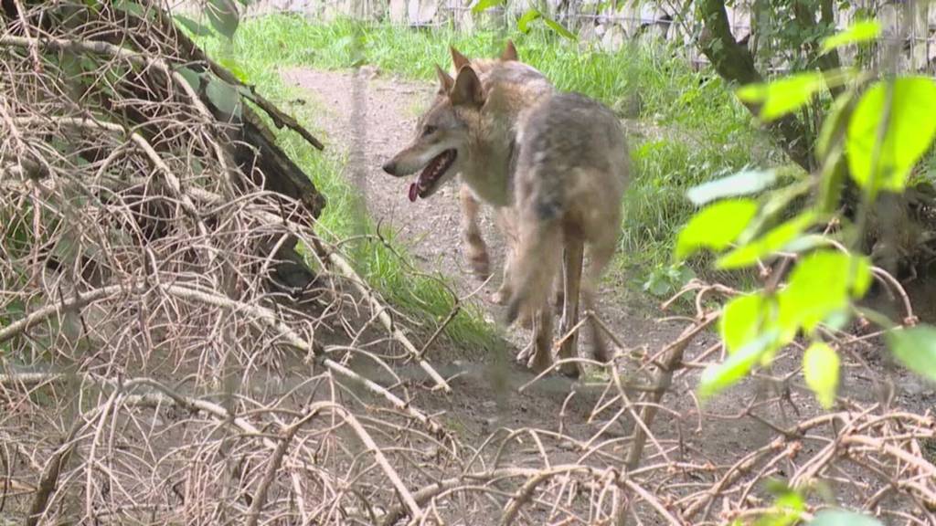 Wolfsabschuss: Kanton St.Gallen will Calfeisental-Rudel ausrotten