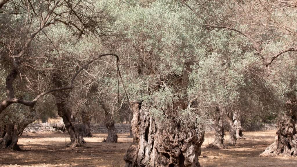 ARCHIV - Ein Olivenbaumfeld in der Nähe des Dorfes Bunyola auf Mallorca. Foto: Clara Margais/dpa/Symbolbild