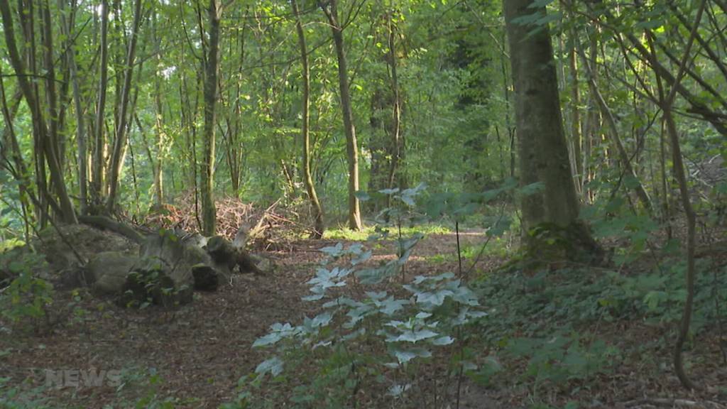 Bestattungswald im Friedhof Madretsch