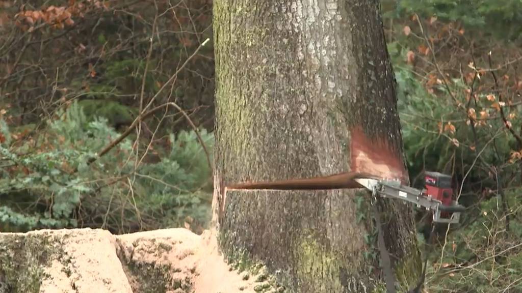 Im Aargauischen Reinach müssen 200 Bäume gefällt werden