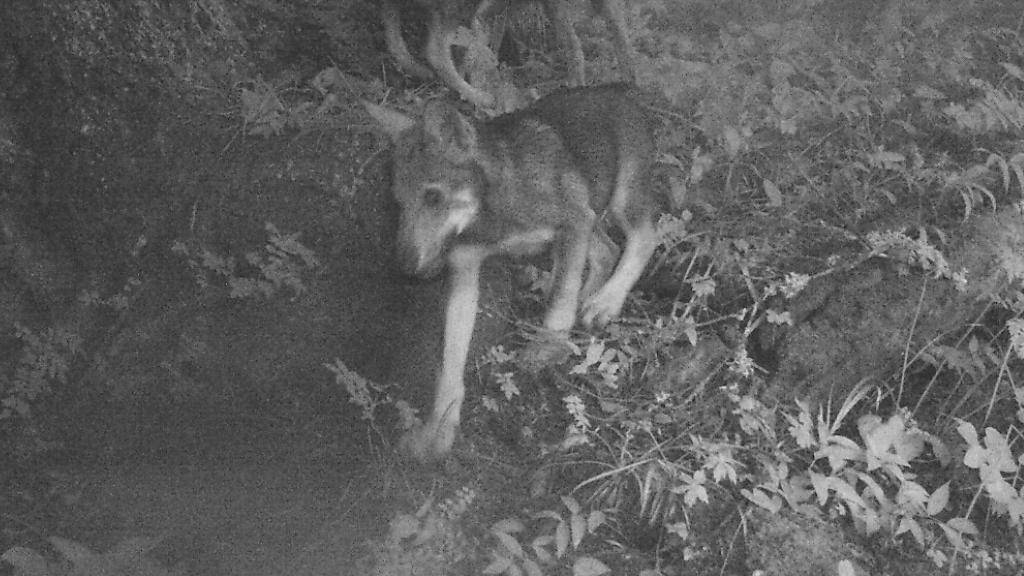 Das Video einer im Walliser Chablais aufgestellten Überwachungskamera zeigt sieben Wolfswelpen in Begleitung eines männlichen Wolfes.