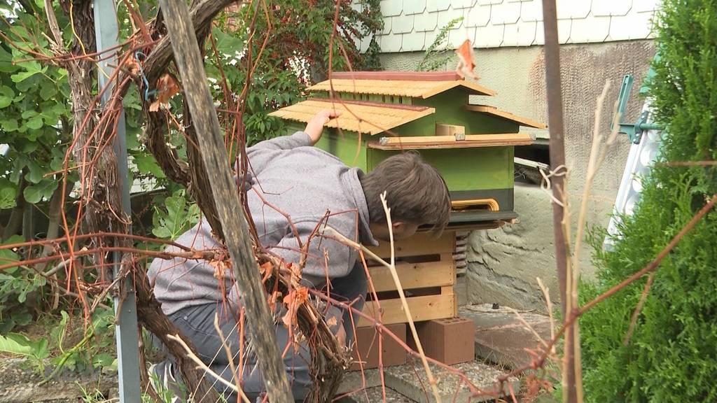 Bienenhaus-Knatsch in Rüti: Macht Gemeinde viel Lärm um nichts? 