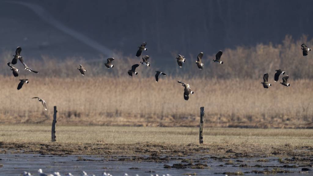 Kiebitze finden ihre Nahrung auf feuchten Flächen. Hier in einem der letzten grossen Flachmoore in Neerach ZH. (Archivbild)