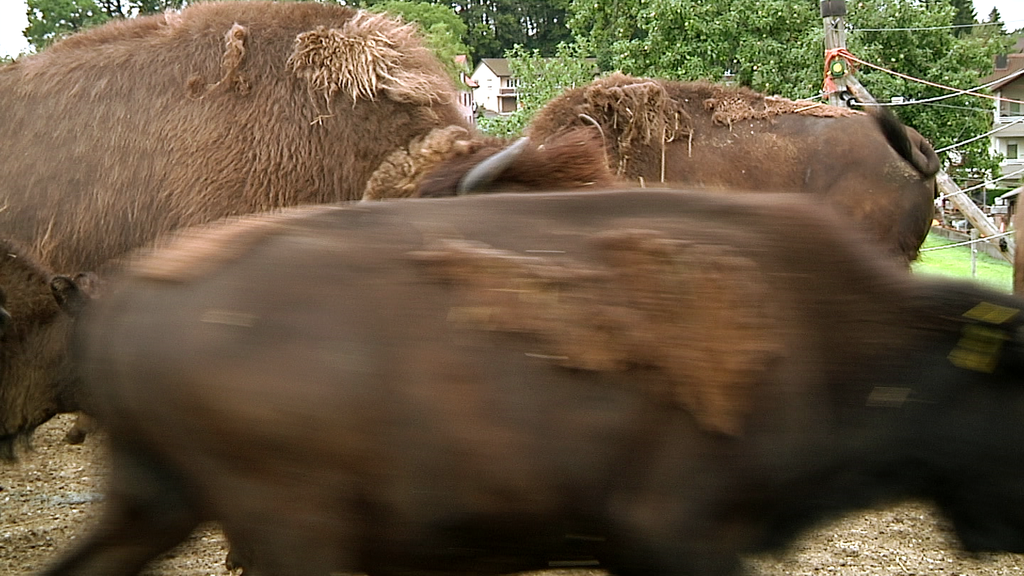 Bisons