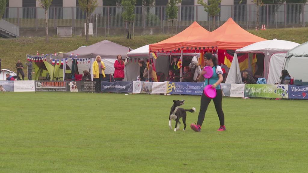 Hundefrisbee-Weltmeisterschaft auf St.Galler Gründenmoos
