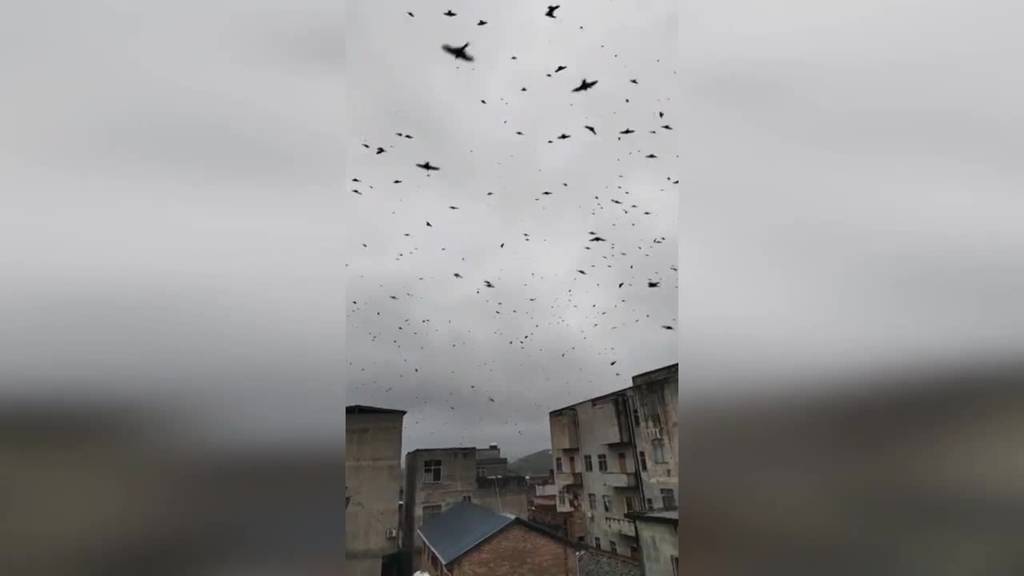 In China fallen dutzende Schwalben tot vom Himmel