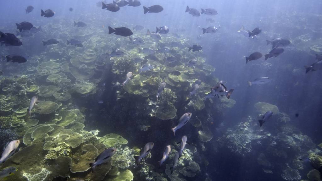 Trotz rekordverdächtiger Wassertemperaturen bleiben einige Korallen vor Westaustraliens Küste erstaunlich stabil. (Symbolbild)