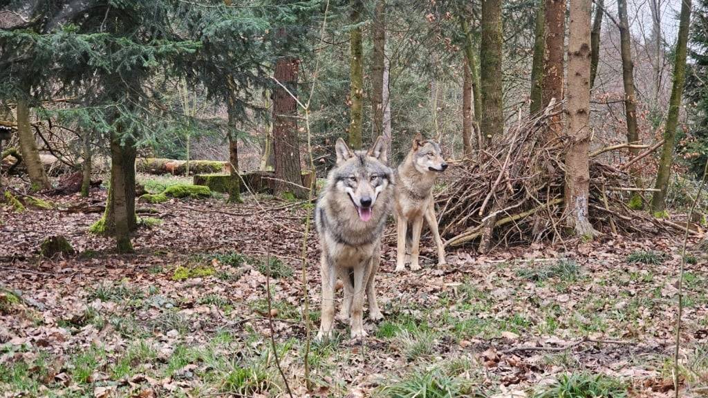 Die beiden Welpen sind aktuell noch nicht zu sehen. Sie halten sich in Höhlen und Unterständen versteckt. Im Bild die Wolfs-Eltern Romulus (vorne) und Tara.