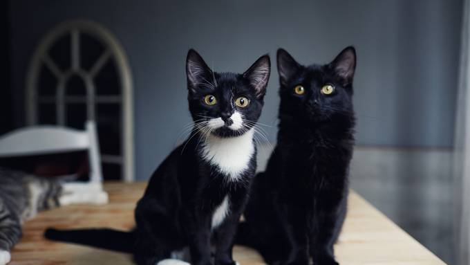 Zürcher Sozialhilfebezügerin verdiente heimlich tausende Franken mit Katzenzucht