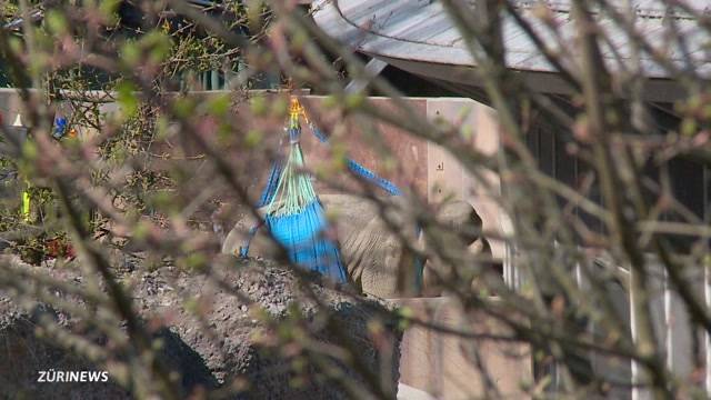 Rettungsaktion im Zoo Zürich