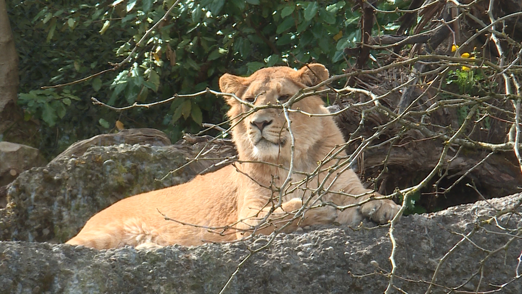 Neuer Lebensraum fuer Grosskatzen