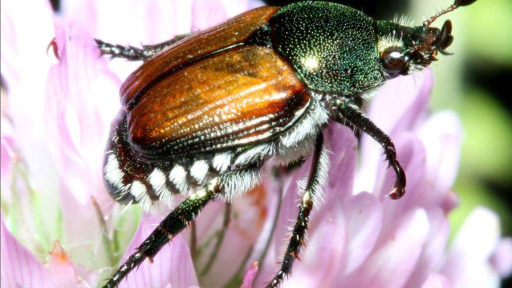 Er frisst Blüten, Blätter und auch Früchte: Der invasive Japankäfer wurde im Juni erstmals in der Schweiz entdeckt.