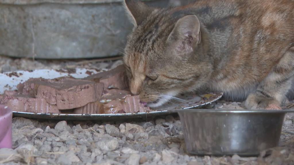 Rettung von 30 Katzen: Jetzt spricht Fütterer der geretten Katzen aus Densbüren