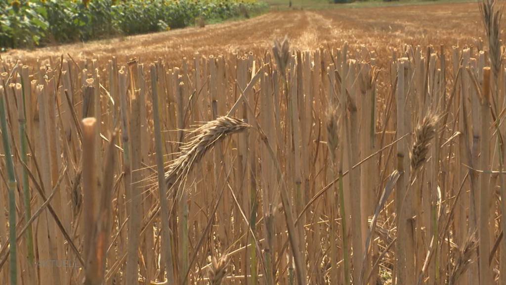 Schlechtes Wetter: Rund einen Drittel des Weizens kann man nicht fürs Mehl verwenden