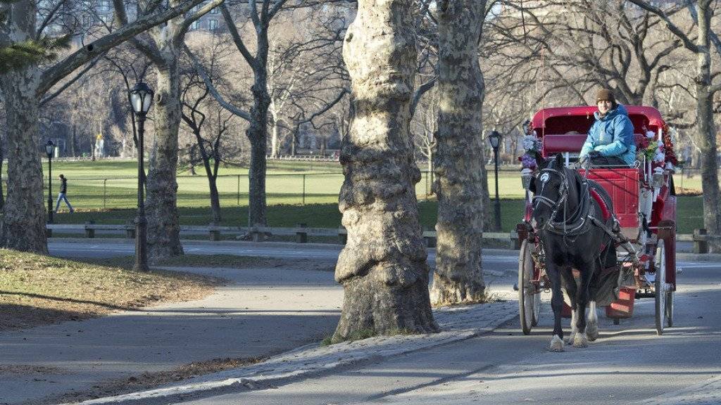 Eine Pferdekutsche am 13. Januar unterwegs im Central Park in New York.