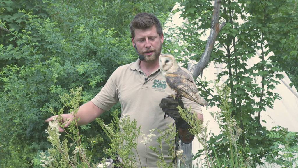 Neue Flugshow im Walter Zoo – «Fliegendes Klassenzimmer» mit Papageien und Eulen